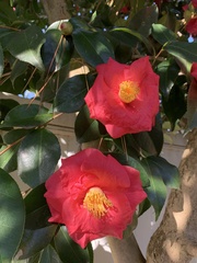 Camellia japonica