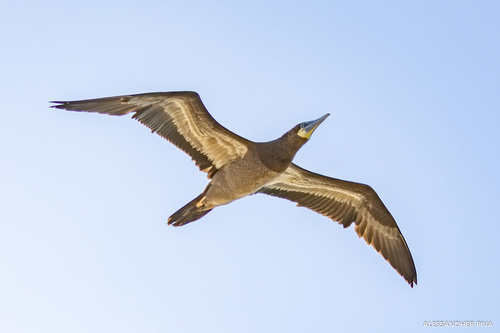 Piquero pardo (Sula leucogaster)