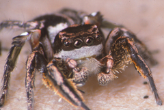 Habronattus klauseri