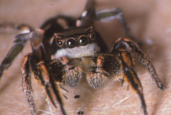 Habronattus klauseri