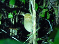 Cephalopachus bancanus borneanus