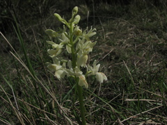 Orchis provincialis