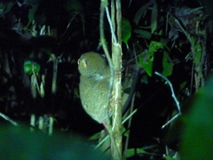 Cephalopachus bancanus borneanus