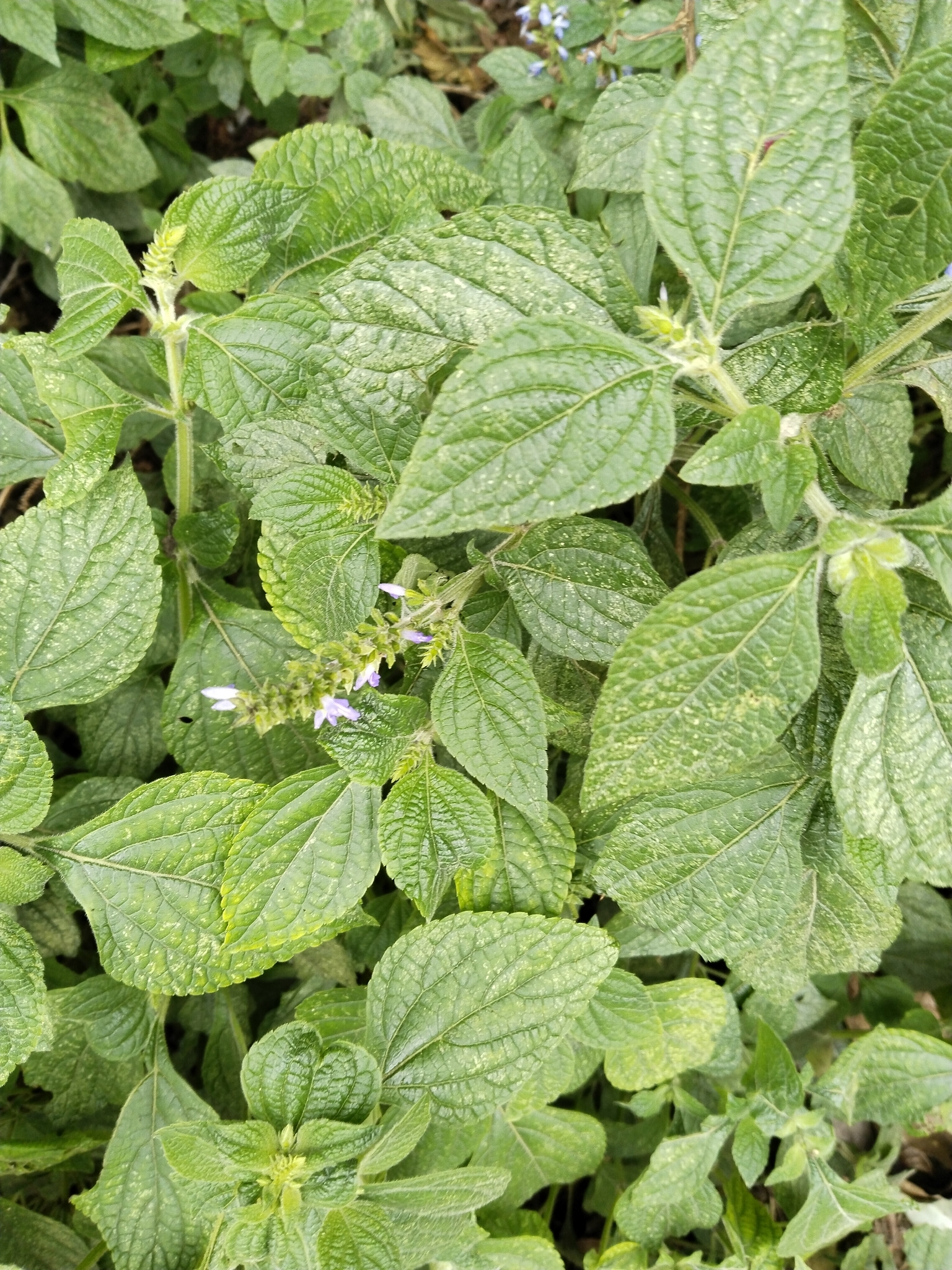 Mexican blue sage