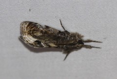Zalissa catocalina