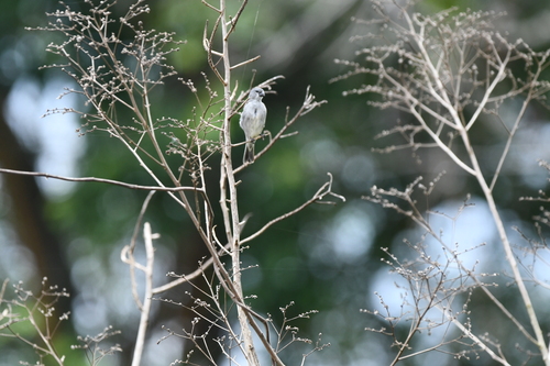 Plumbeous Seedeater (Sporophila plumbea), photo 2