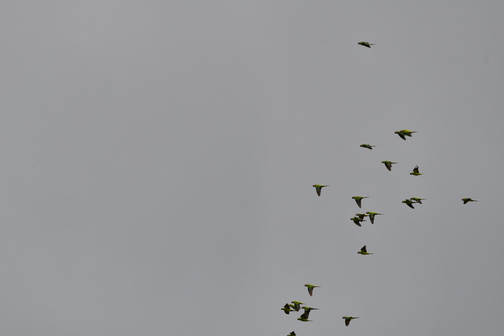 Dusky-headed Parakeet (Aratinga weddellii), photo 2