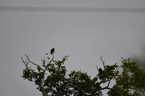 Scaled Pigeon (Patagioenas speciosa), photo 3
