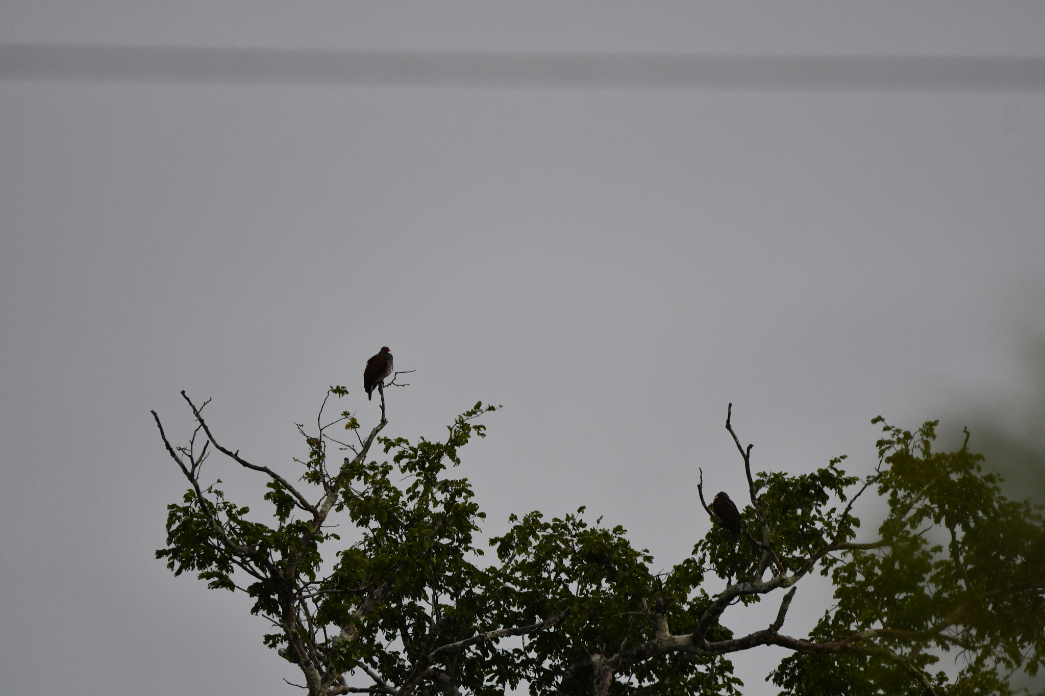Scaled Pigeon (Patagioenas speciosa), photo 5