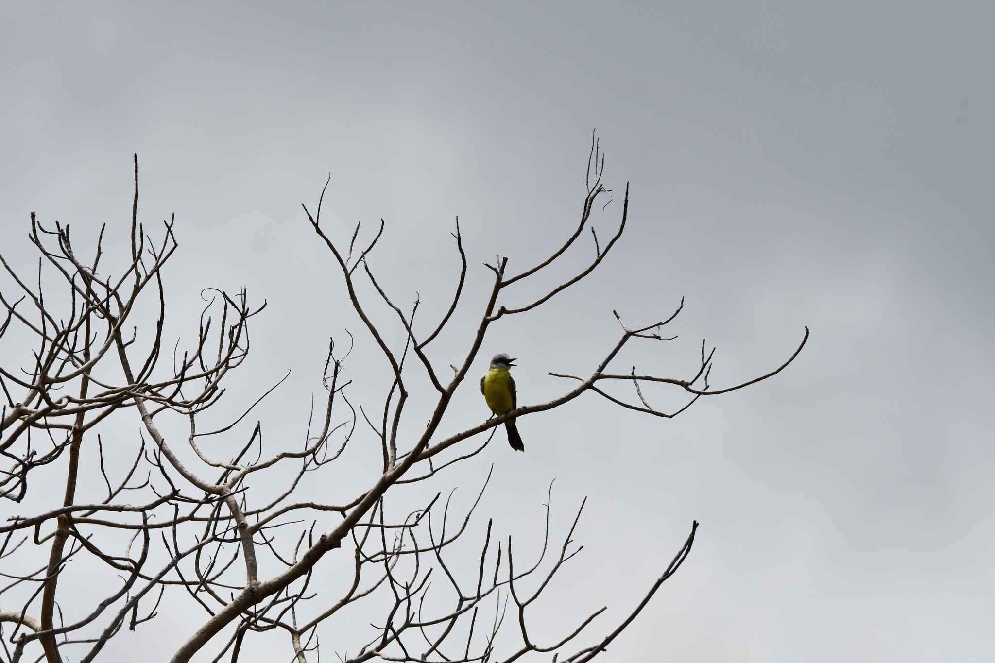 White-throated Kingbird (Tyrannus albogularis), photo 3