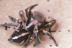 Habronattus klauseri