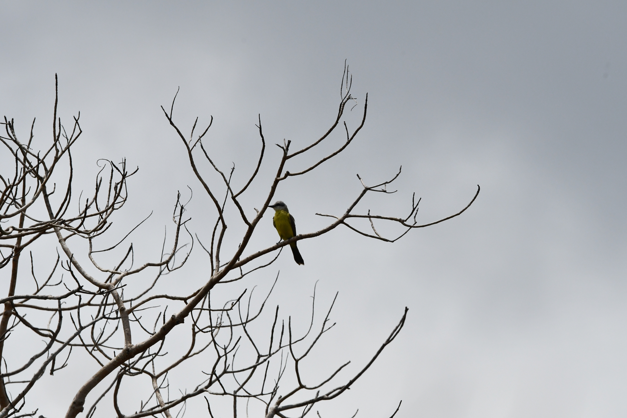 White-throated Kingbird (Tyrannus albogularis), photo 2