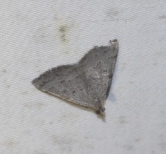 Dichromodes usurpatrix