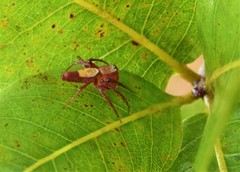 Oxyopes niveosigillatus