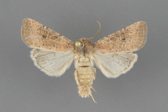 Protorthodes perforata