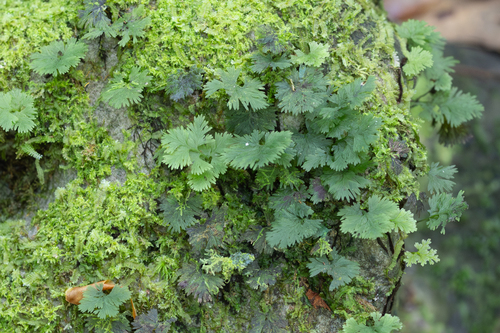 Crepidomanes bipunctatum observed 2025-11-28