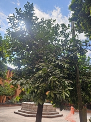 Sapote Noire (Diospyros nigra)