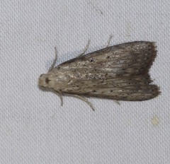 Lamoria idiolepida