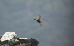 Phoenicurus ochruros