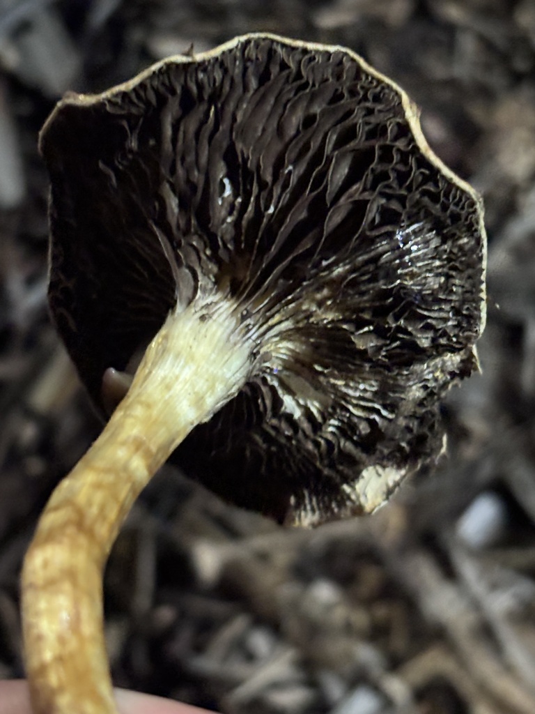 Leratiomyces percevalii · January 2026 · photo: © reago (iNaturalist, cc-by)