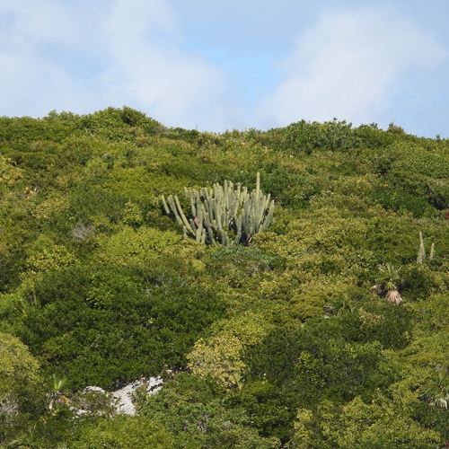 Pilosocereus robinii, photograph 2