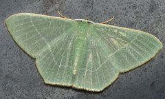 Thalassodes quadraria