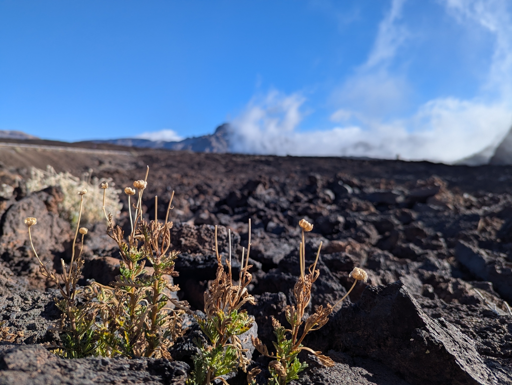 Margarita del Teide