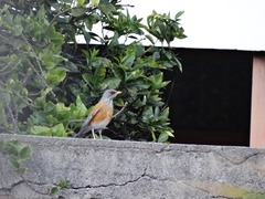 Turdus rufopalliatus