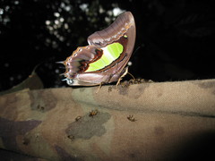 Polyura hebe