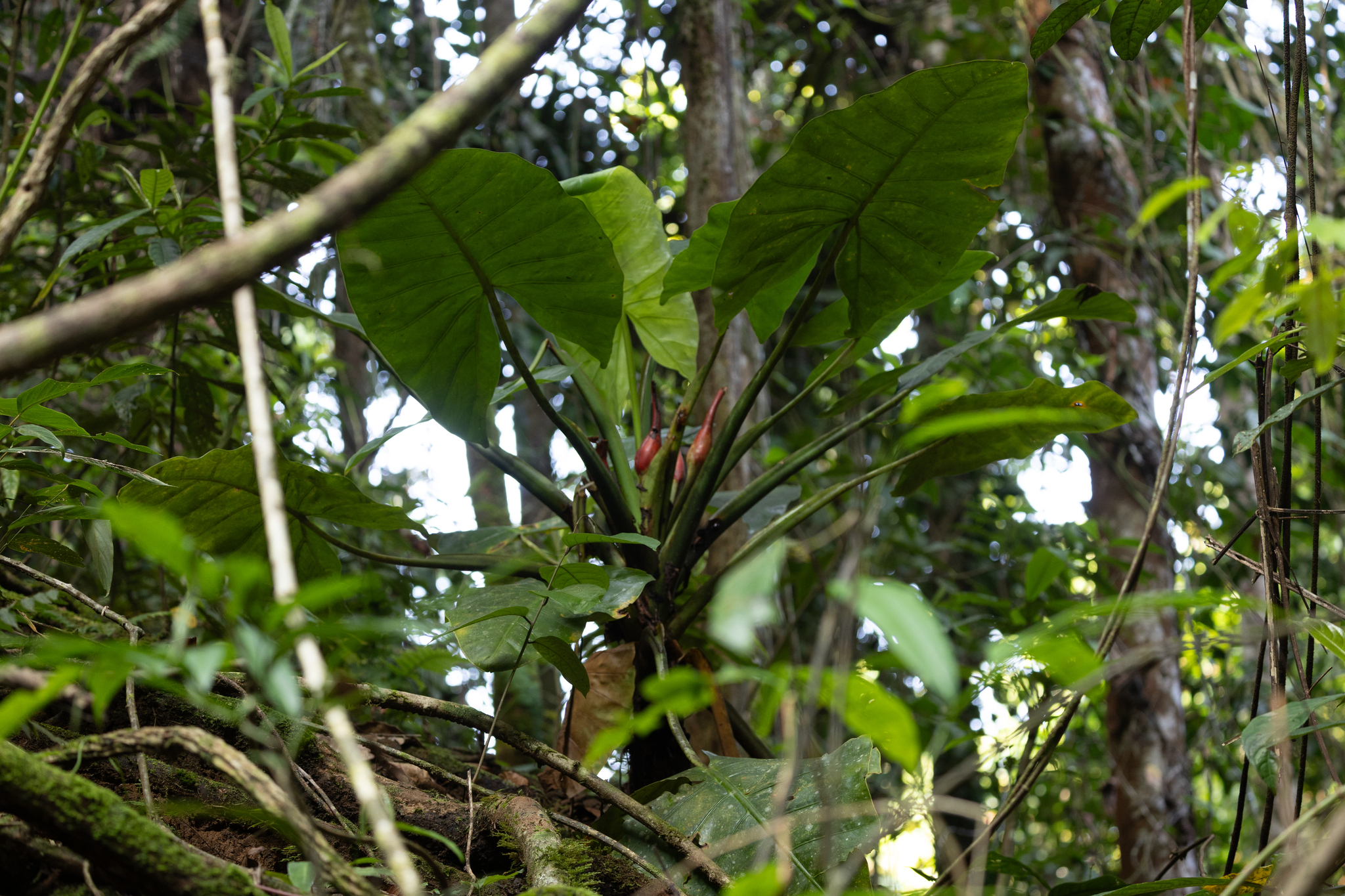 Alocasia hollrungii Engl.