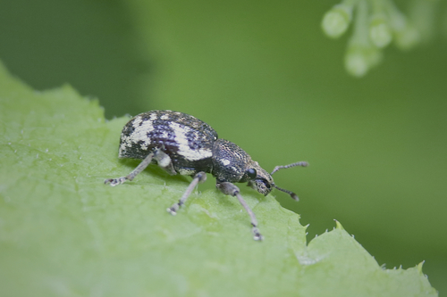 Undulated Broad-nosed Weevil