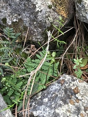 Pentagramma triangularis