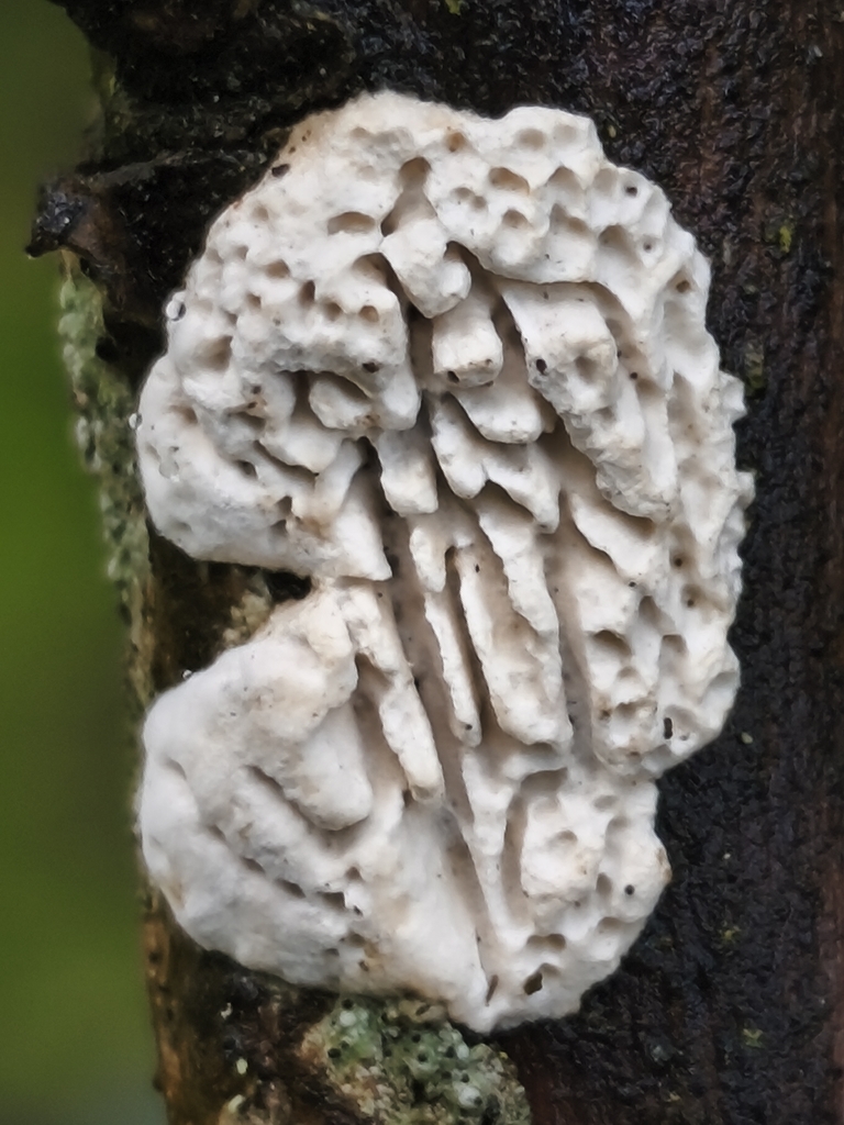 Antrodia albidoides