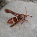 Western Poplar Clearwing Moth - Photo (c) Janice Arndt, some rights reserved (CC BY-NC), uploaded by Janice Arndt