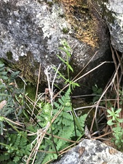 Pentagramma triangularis