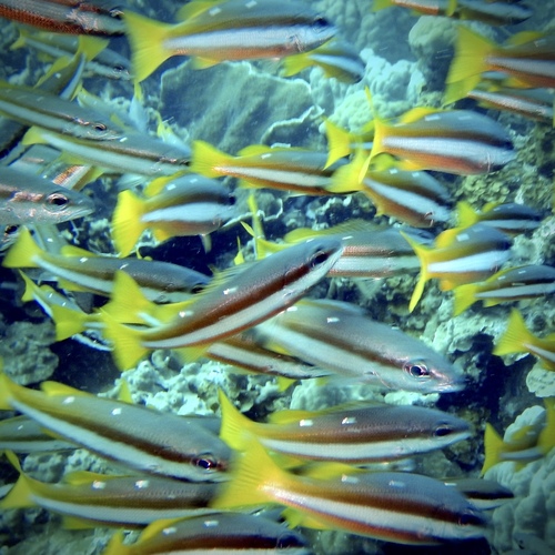 Snapper (Lutjanus biguttatus) — Lutjanidae