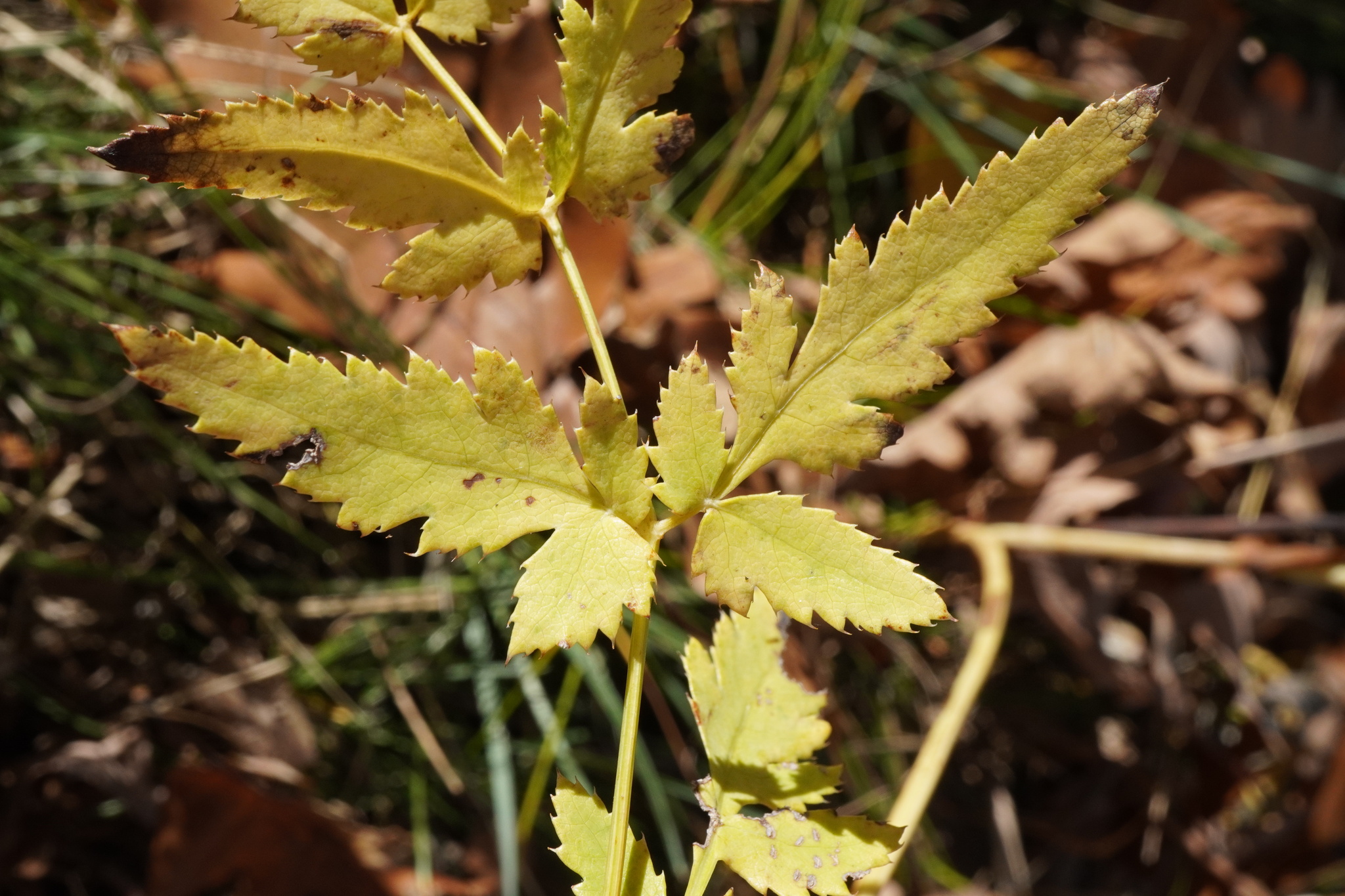 Broad-Leaved Spignel (Peucedanum cervaria)