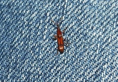 Trachelizini
