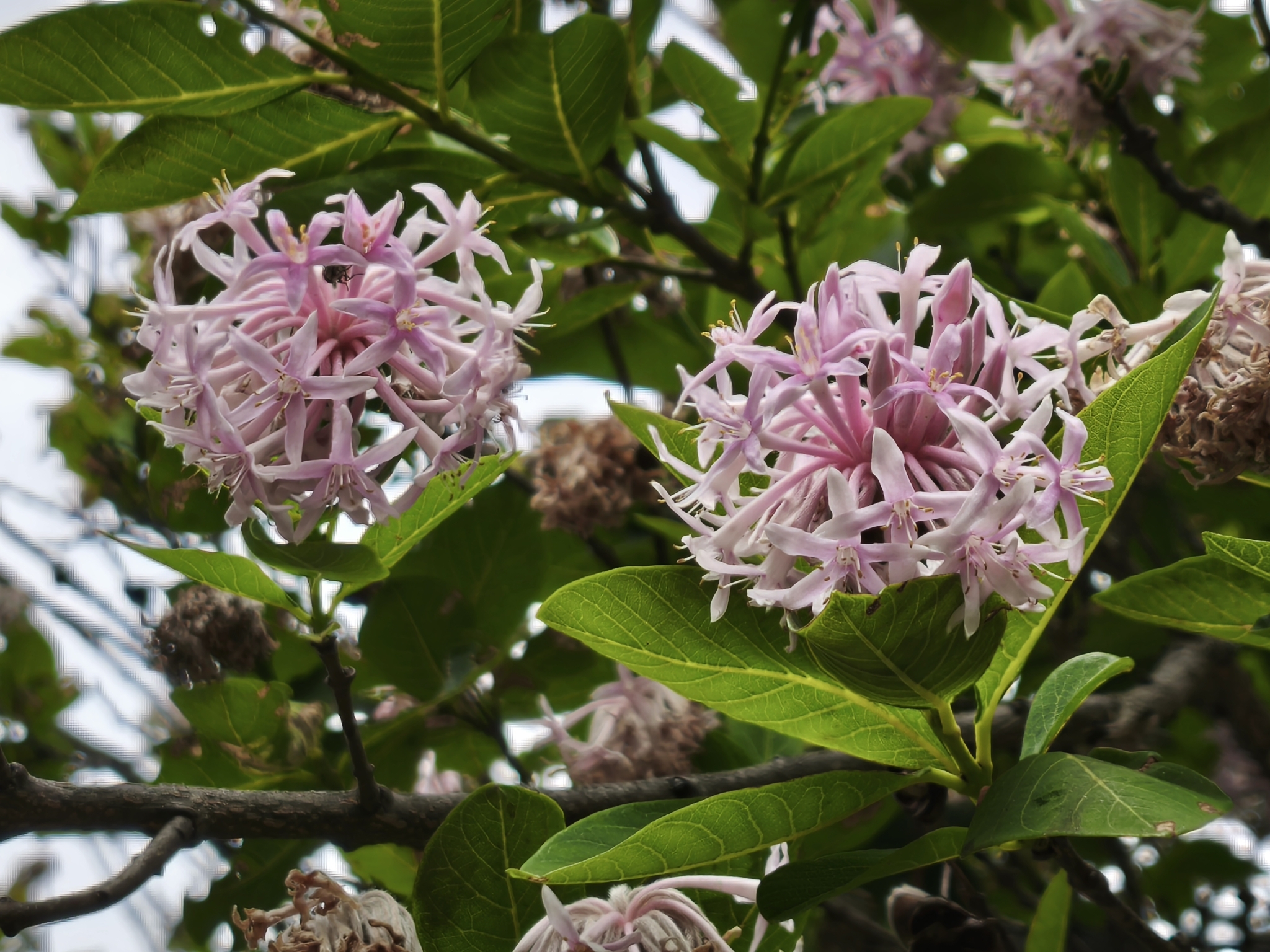 Imagem de Dais cotinifolia