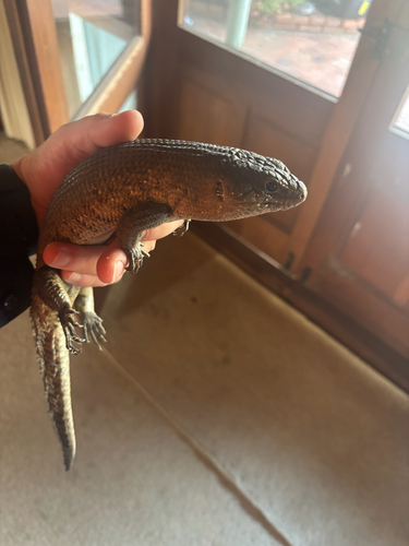 Cunningham's Skink