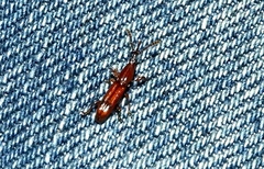 Trachelizini