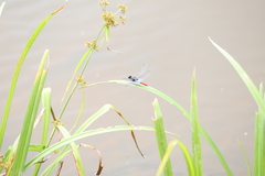 Planiplax erythropyga