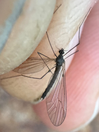 Unknown species found near Bald Mountain Rd, Auburn Hills, MI, US