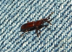 Trachelizini