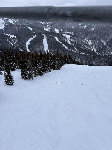 American Marten observed by clayot