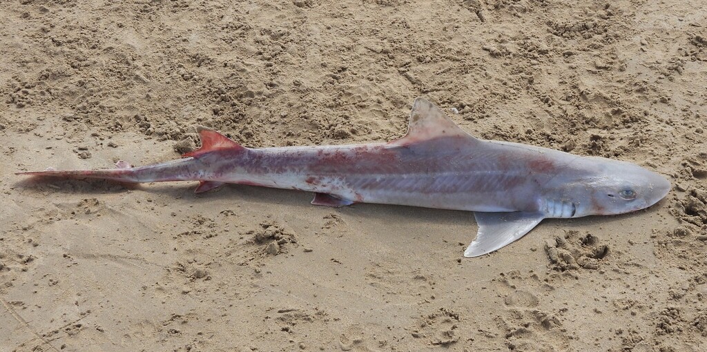 Australian smooth hound (Mustelus antarcticus) — Triakidae