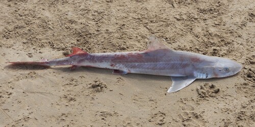 Australian smooth hound (Mustelus antarcticus) — Triakidae