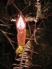 Nepenthes tentaculata
