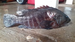 Cephalopholis panamensis