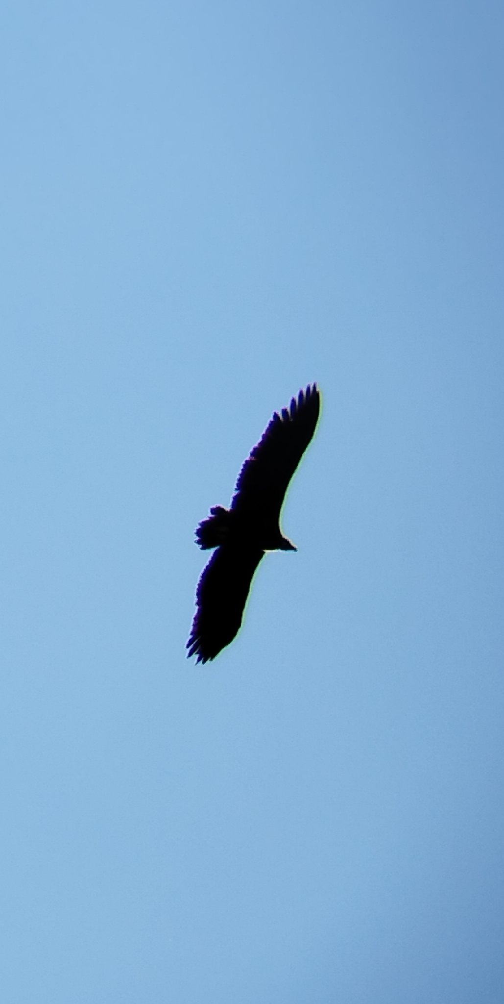 Aegypius monachus (Linnaeus, 1766)